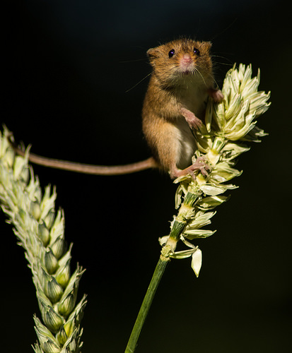 harvest mouse photo