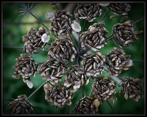 umbellifer photo