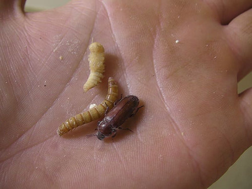 mealworm photo