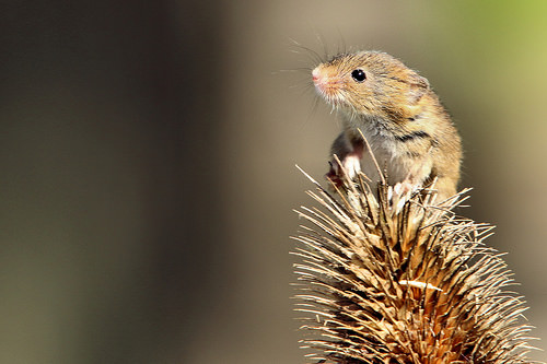 harvest mouse photo