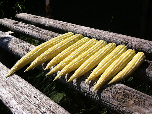 baby sweetcorn photo