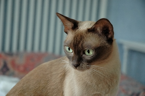 burmese cat photo