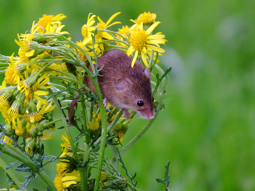harvest mouse photo