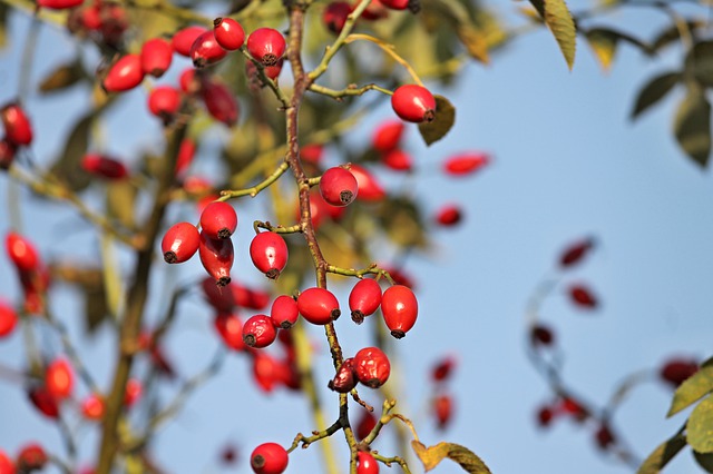 rose hips photo