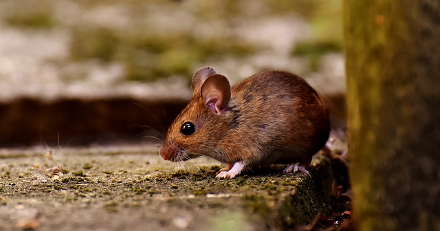 wild mouse photo