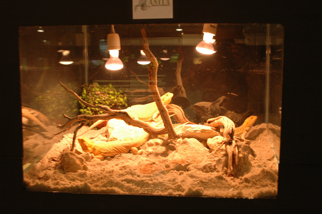 vivarium photo