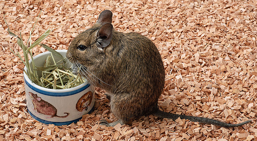 degu photo