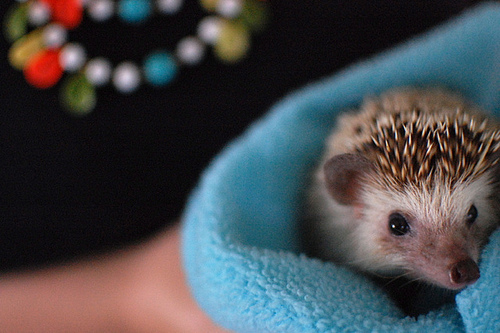 pygmy hedgehog photo