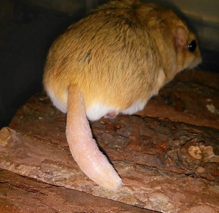 Fat-Tailed Gerbil