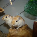 What Are The Signs Of A Gerbil Declan?