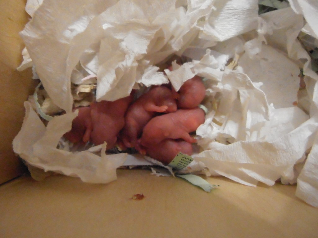 Litter of Gerbil Pups