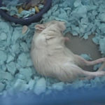 Are Gerbils Nocturnal?
