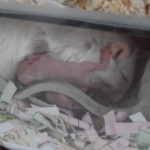 Why Do Gerbils Eat Their Babies?