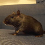 What Is A Gerbil?