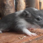Where Do Gerbils Come From?
