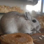 Do You Have A Great Gerbil?