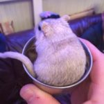 Are Gerbils Good Pets?