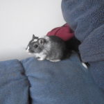 Can Gerbils Live Alone?