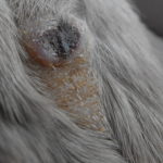 Help!  I Think My Gerbil Has A Scent Gland Tumour.