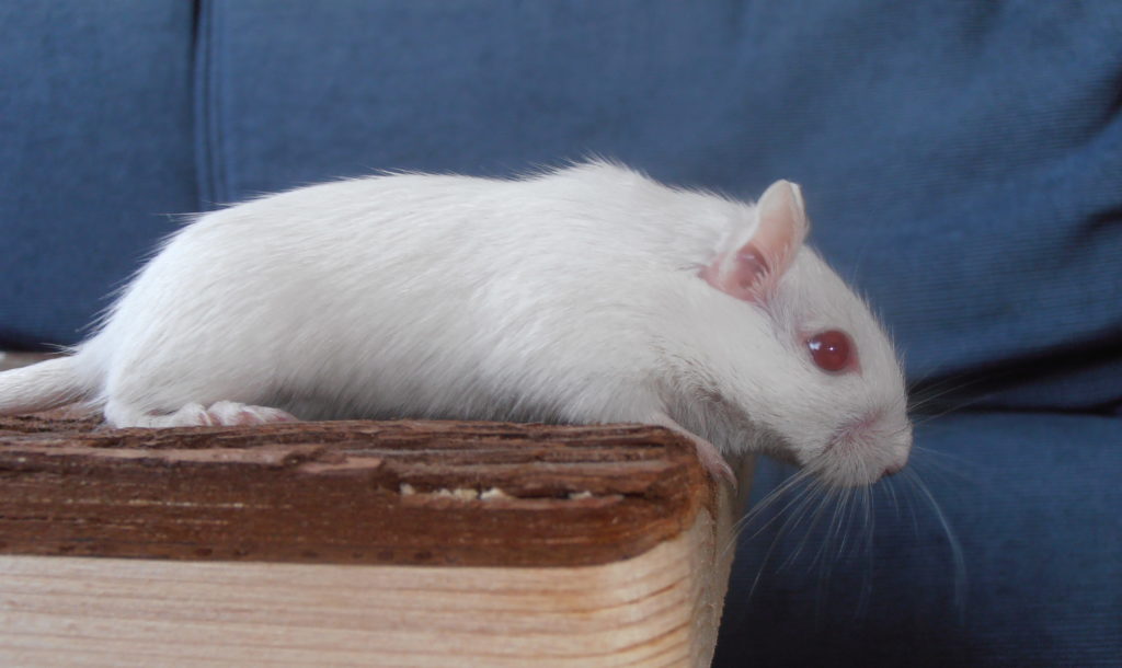 Pink-Eyed White Gerbil