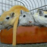 Cute Gerbils in a huddle