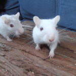 Pair of Female Gerbils