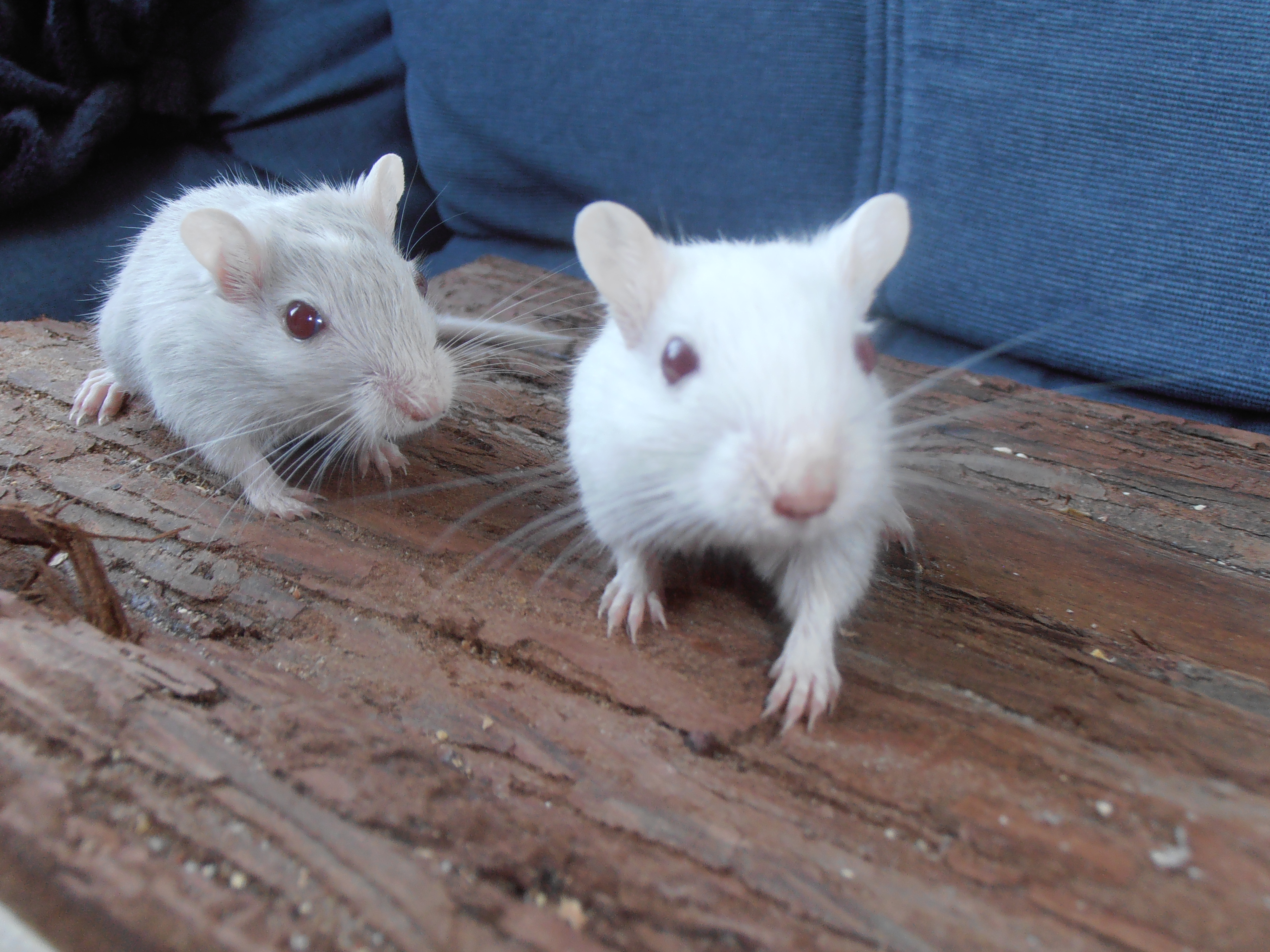 Pair of Female Gerbils