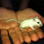 How Big Do Gerbils Get?
