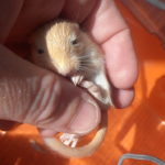 Do Gerbils Bite?