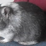 Gerbil Colors - Black