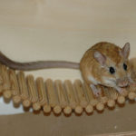 How Many Different Types Of Gerbils/Jirds Are There?