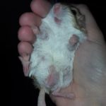 Duprasi Diary - We're Getting Some Doops!