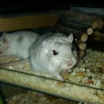 The Best Gerbil Cage