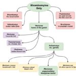 Bushy-Tailed Jirds - Genetics Glossary