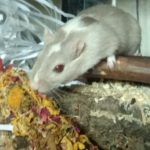 Mongolian Gerbil Facts