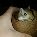 Do Gerbils Hibernate?