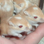 Baby Ginger Gerbils with Red Eyes