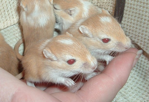 Baby Ginger Gerbils with Red Eyes