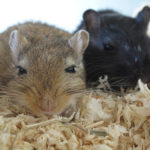 Do Gerbils Fight?
