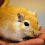 Single Ginger Gerbil