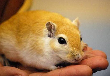 Single Ginger Gerbil