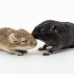 Gerbil Genetics 101: A Basic Introduction