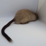 Gerbil Tail