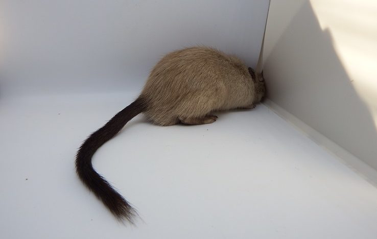 Gerbil Tail