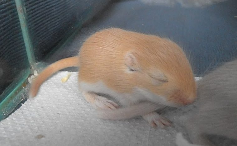 Argente Gerbil Pup