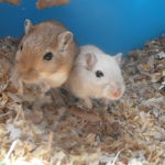 Will My Gerbils Declan?