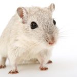 Gerbil Care 101 - Before You Buy...