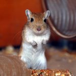 Thin Adult Gerbil