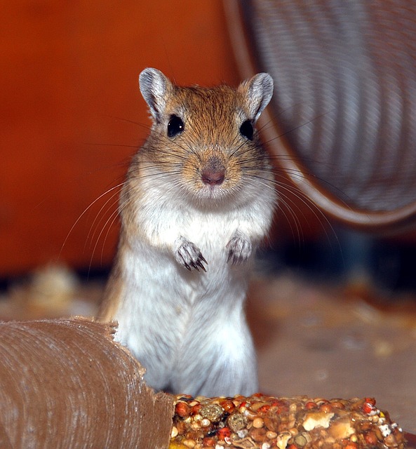 Thin Adult Gerbil