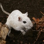 What Actually Is A Gerbil Declan?
